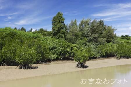 島尻のマングローブ