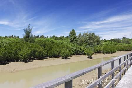 島尻のマングローブ