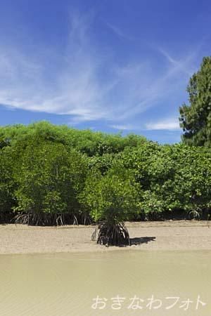 島尻のマングローブ