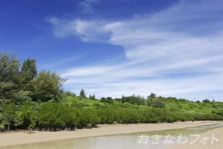 島尻のマングローブ