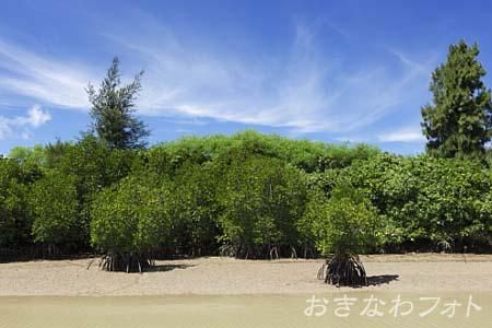 島尻のマングローブ
