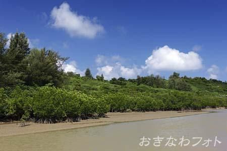 島尻のマングローブ