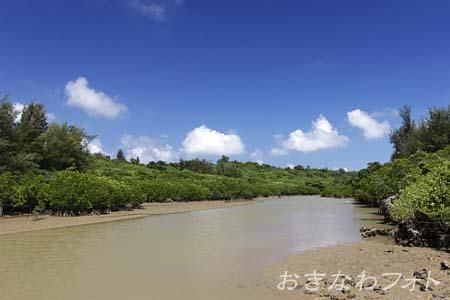 島尻のマングローブ