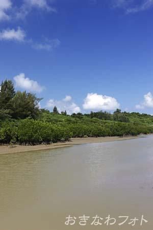 島尻のマングローブ