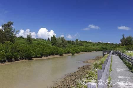 島尻のマングローブ