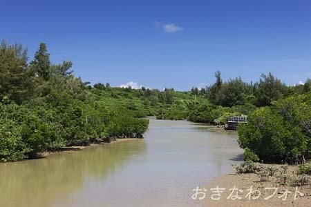 島尻のマングローブ