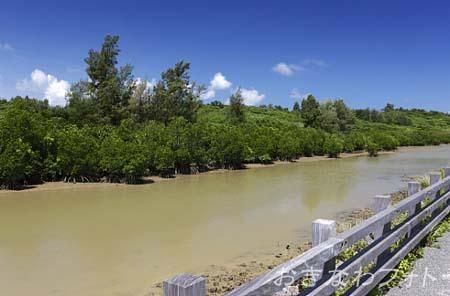 島尻のマングローブ