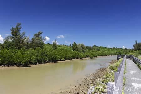 島尻のマングローブ