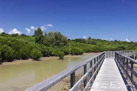 島尻のマングローブ