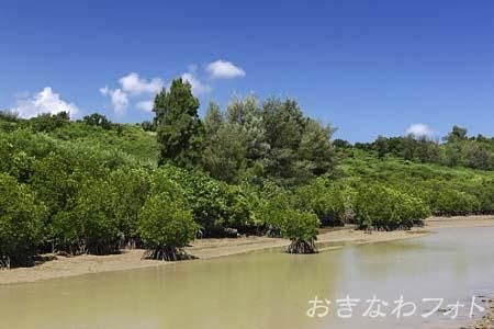 島尻のマングローブ