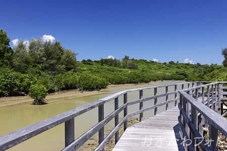 島尻のマングローブ