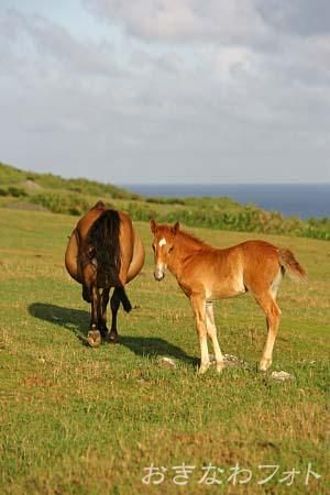 与那国馬