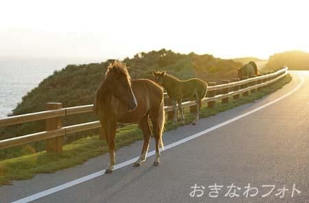 与那国馬