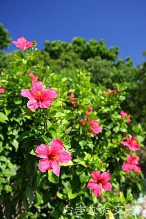 ハイビスカス