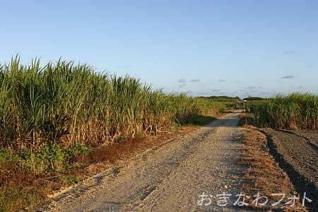 サトウキビ畑と道