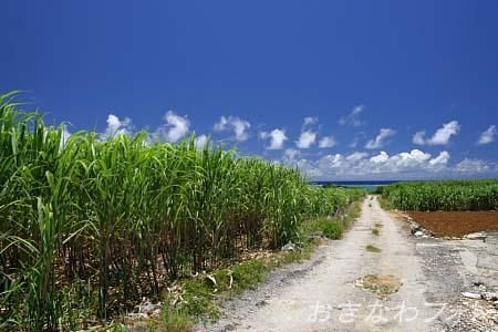 サトウキビ畑と道