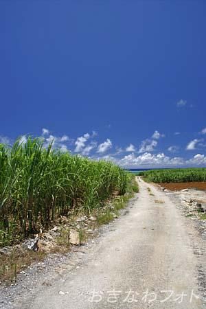 サトウキビ畑と道