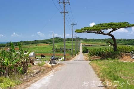 シュガーロード