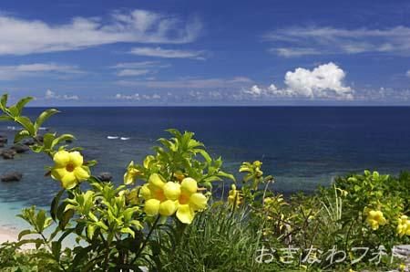 アリアケカズラ