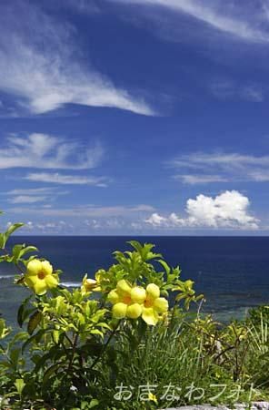 アリアケカズラ