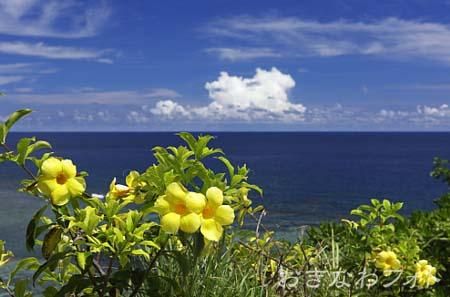 アリアケカズラ