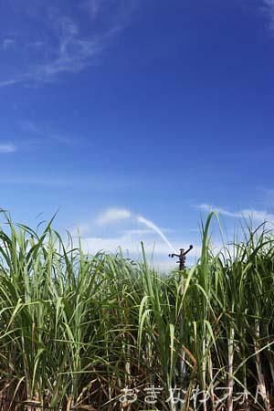 サトウキビ畑
