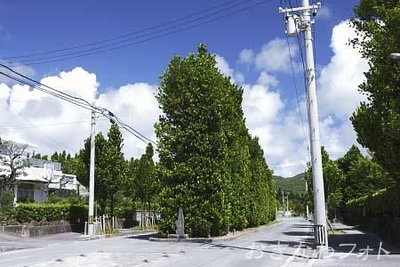 真謝のチュラフクギ