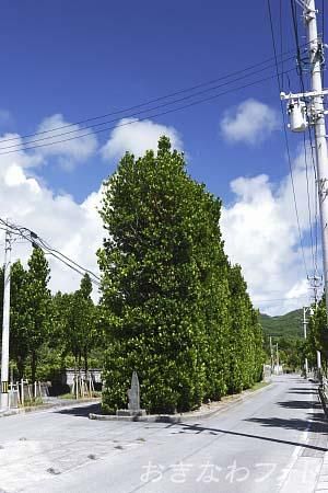 真謝のチュラフクギ