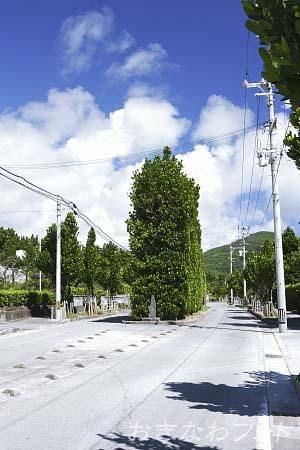 真謝のチュラフクギ