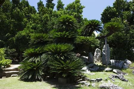 宇根の大ソテツ