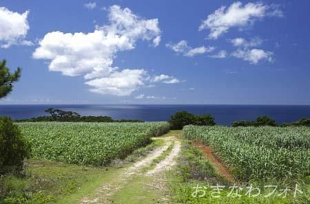 サトウキビ畑のある風景