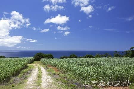 サトウキビ畑のある風景