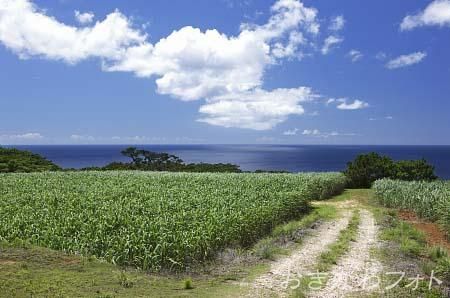 サトウキビ畑のある風景