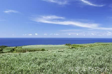 サトウキビ畑のある風景