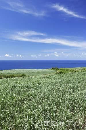 サトウキビ畑のある風景