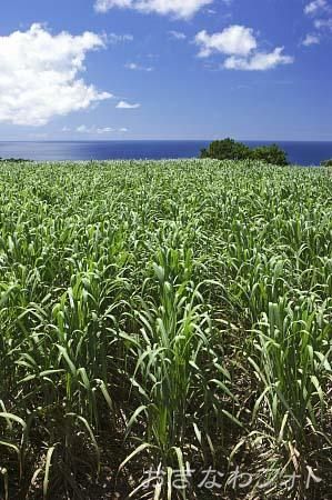 サトウキビ畑