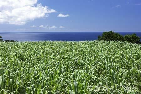 サトウキビのある風景