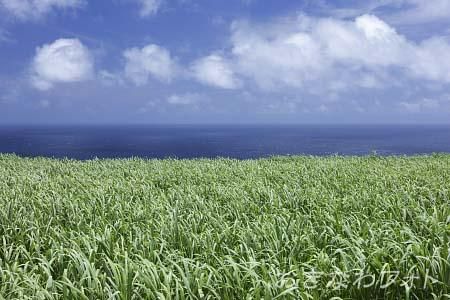 サトウキビ畑のある風景