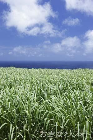 サトウキビ畑のある風景