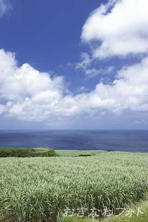 サトウキビ畑のある風景