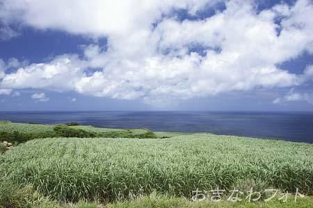 サトウキビ畑のある風景