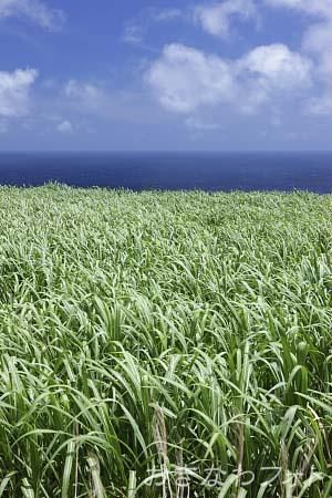 サトウキビ畑