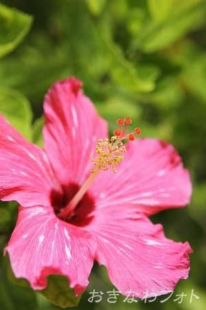 ハイビスカス