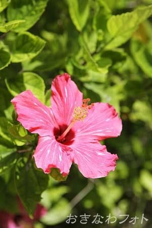 ハイビスカス