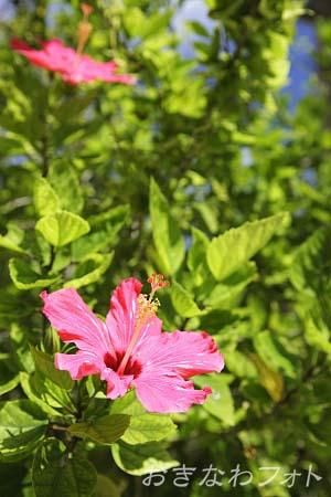 ハイビスカス