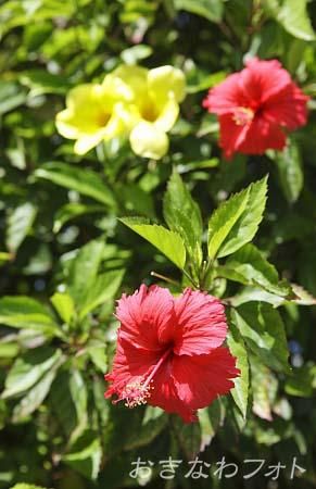 ハイビスカス