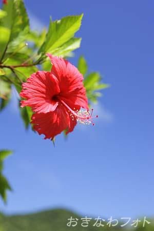 ハイビスカス