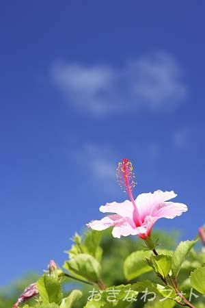 ハイビスカス