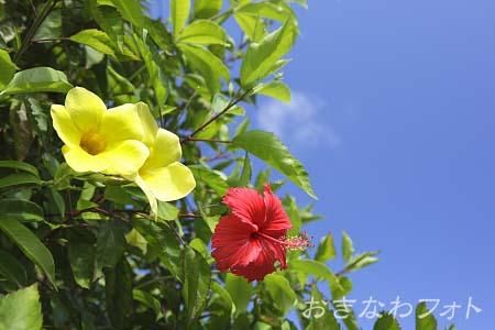 アリアケカズラ