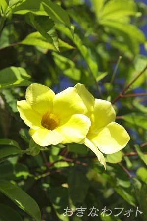 アリアケカズラ